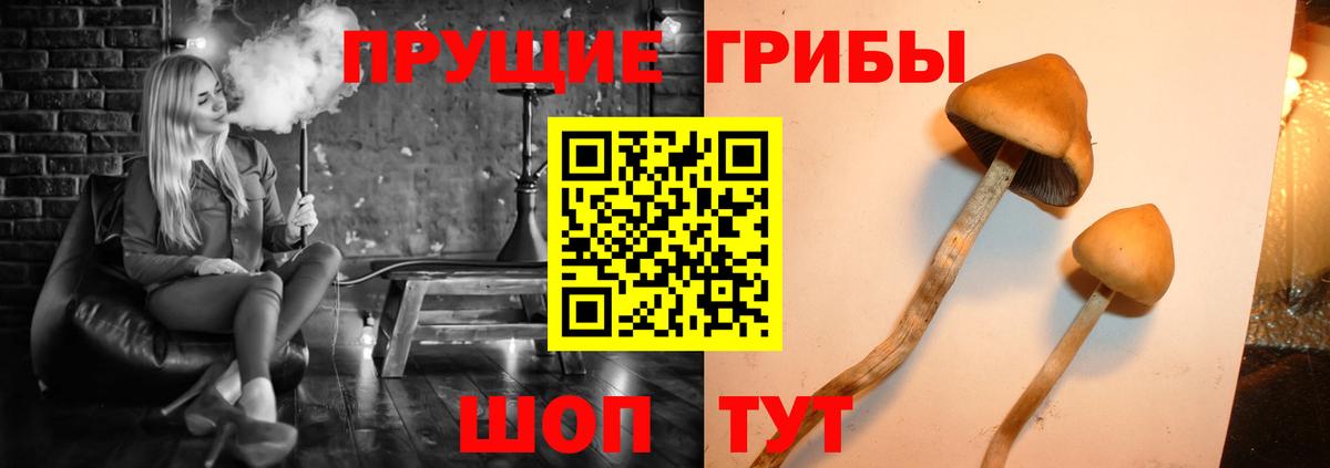 Нефтекамск  Галлюциногенные грибы Psilocybe  Вход с VPN 